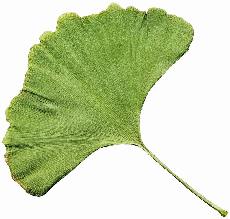 The Varicone cream contains Gingco Biloba extract
